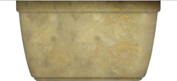 Rachael Ray Nutrish Natural Wet Cat Food With Added Vitamins, Minerals & Taurine, Ocean Fish & Chicken Catch-Iatore Recipe, 2.8 Ounce Cup (Pack Of 24), Grain Free