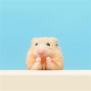 Tropical Trio - Healthy Natural Mixed Dried Fruit Treat - Papaya, Coconut, Pineapple - for Sugar Gliders, Squirrels, Prairie Dogs, Skunks, Marmosets, Parrots, Birds, Rats, Small Pets (4.5 oz.) : Pet Supplies