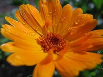 Organic Natural Soap Mousse Matarrania 125Gr