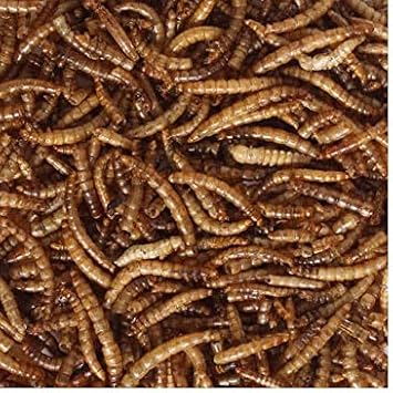 Extra Select Dried Mealworms Wild Bird Treat, 5 Kg08Mw5Kg