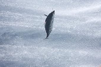 5 X 120 G Tuna Fillet In Olive Oil In Mediterranean Sauce - "Molho Cru" - Gourmet Line - Rich In Omega-3, Santa Catarina/Portugal (5 Tins)