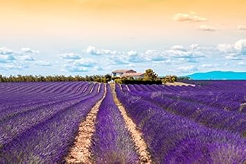 Us Organic 100% Pure Spearmint Essential Oil - Usda Certified Organic, Steam Distilled - W/Euro Droppers (More Size Variations Available) (15 Ml / .5 Fl Oz) : Beauty & Personal Care