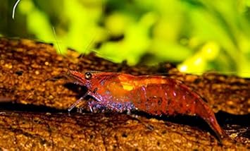 Aquamax 001 Sea Almond Tree Bark