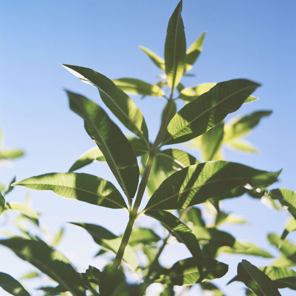 L'Occitane The Incredible Deodorant Recipe In Verbena 1.70 Oz : Beauty & Personal Care