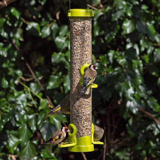 Jacobi Jayne Bird Feeder, Lime, MediumFlo-S2G