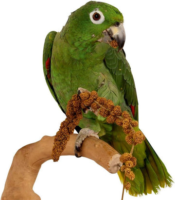 Walter Harrison`S Millet Sprays Prepacked Pet Birds Parrot Treat - 3 Sprays 20GPdgr-1321-187