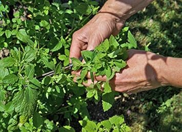 Us Organic 100% Pure Eucalyptus Essential Oil (Radiata) - Usda Certified Organic, Steam Distilled - W/Euro Droppers (More Size Variations Available) (30 Ml / 1 Fl Oz) : Beauty & Personal Care