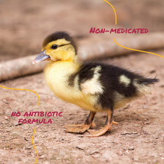 Manna Pro Duck Starter Grower Crumble | Non-Medicated Feed For Young Ducks | Supports Healthy Digestion | 25 Pounds