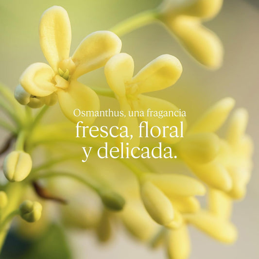 L'Occitane Osmanthus Body Lotion 8.40 Fl. Oz