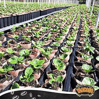 Yaucono Ground Coffee, Arabica, Medium Roast, Puerto Rico, 10 Ounce Can (Pack Of 1)