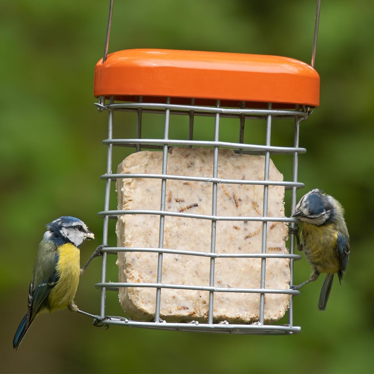 Suet Blocks For Wild Birds - Jacobi Jayne® See the Difference™ Wild Bird Food - Variety Pack 6 x 340g - Bird Food Suet Blocks with Mealworms, Mixed Seed And Peanut - 100% British & Irish Beef Suet :Garden