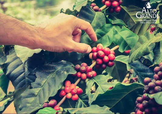 Alto Grande Super Premium Coffee Whole Bean, Medium Dark Roast, 2 Pound Bag (Pack Of 4)