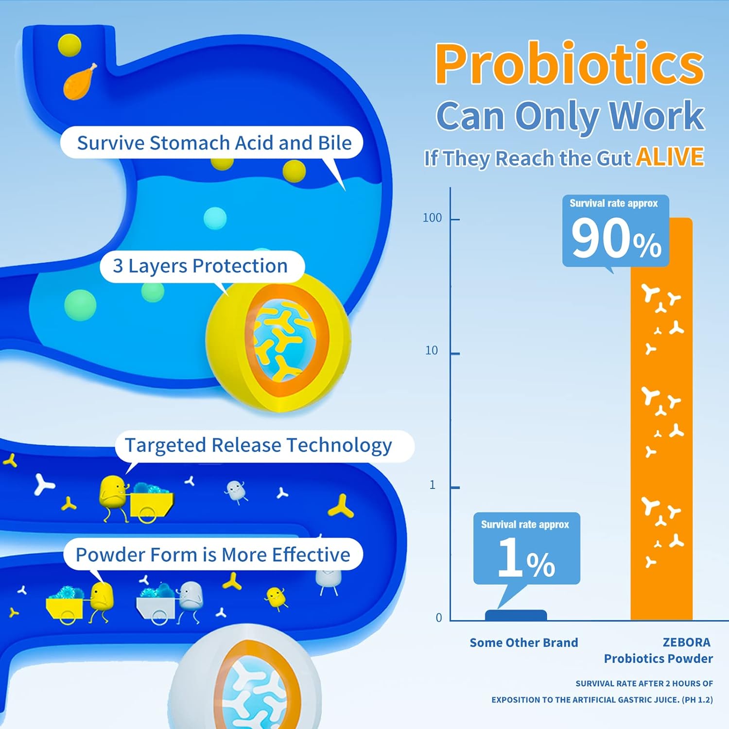 ZEBORA Probiotics for Women, Men and Kids, Prebiotics and Probiotics Powder for Digestive and Immune Gut Health - Support Healthy-Respiratory-System Gluten Free and Non GMO, 30 Packets : Health & Household