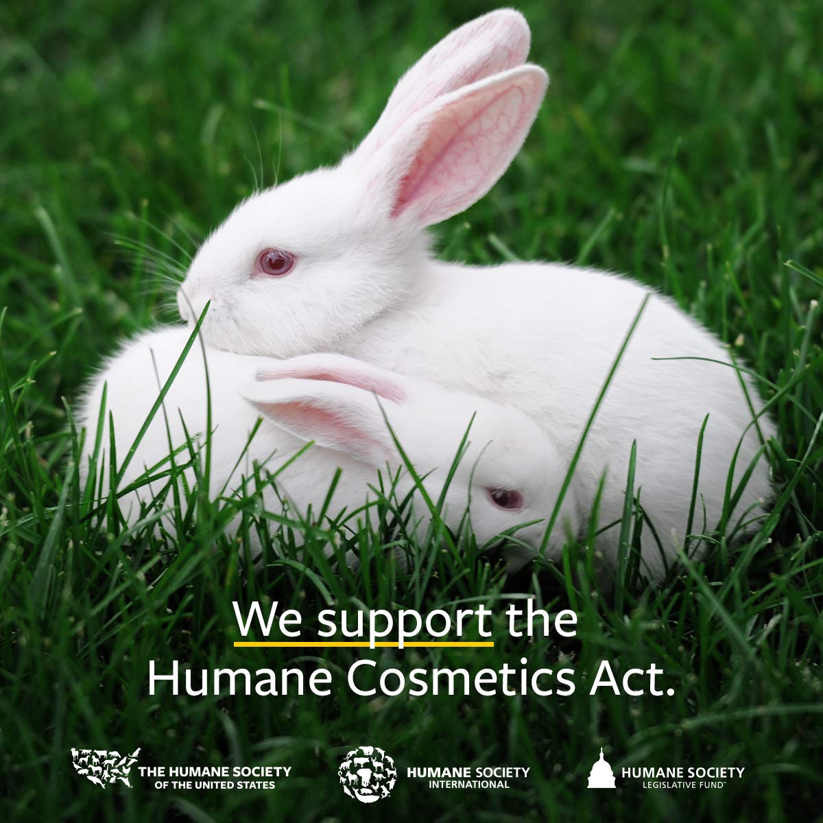 Us Organic Grape Seed Oil, Usda Certified Organic, 100% Pure & Natural, Cold Pressed Virgin, Unrefined, In Amber Glass Bottle W/Glass Eye Dropper For Easy Application (2 Oz (56 Ml)) : Beauty & Personal Care