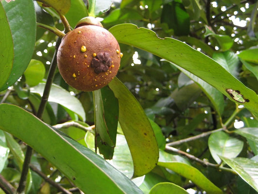 Mangosteen 100% Fruit Powder Pericarp Included