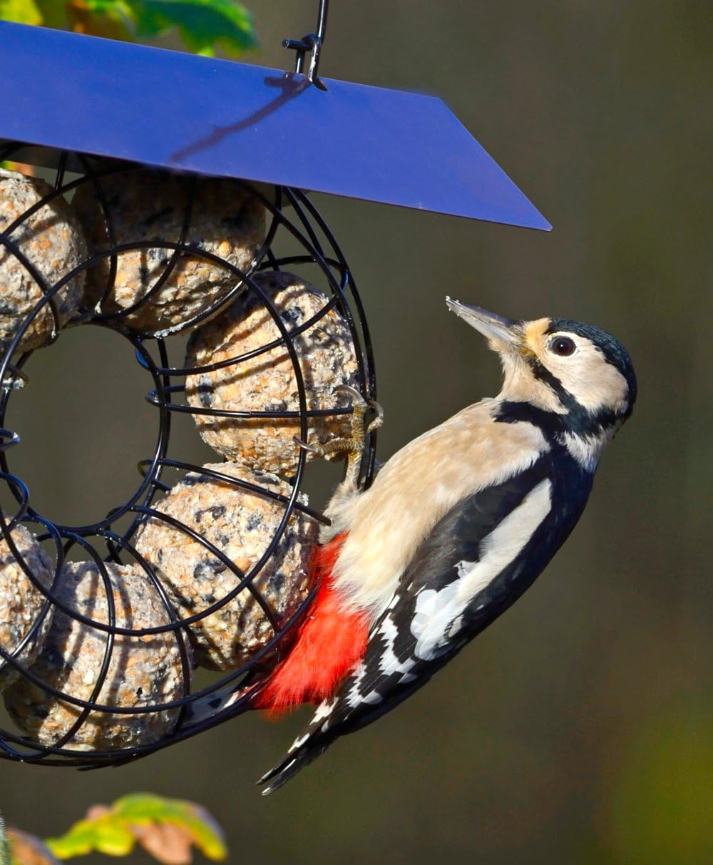 Fat Balls For Wild Birds - Jacobi Jayne® Chunky Dumplings™ Premium Suet Balls - Pack Of 18 x 100g - High Energy Fat Balls Wild Bird Food Feed To Attract Small Wild Birds Year Round :Garden