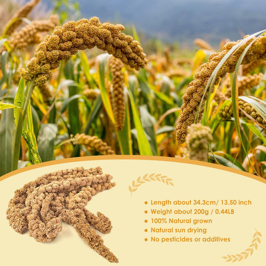 Katumo Spray Millet Treats, 7Oz / 200G Natural Sun-Dried Bird Treats Parakeet Treats For Conure Cockatiel Finch Pigeon Hamster Canary Treats