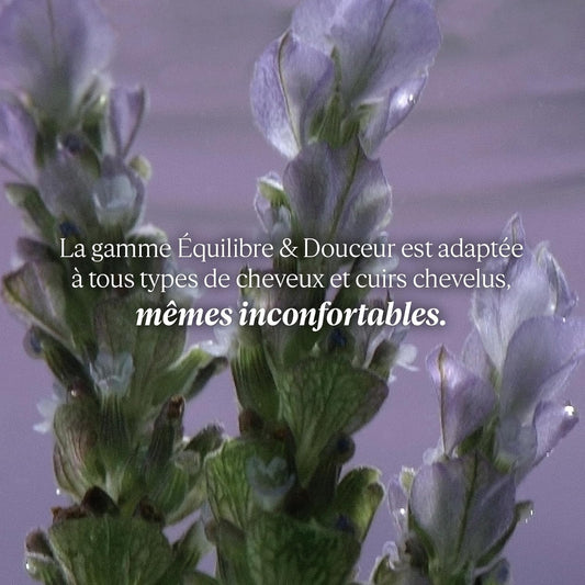 L'Occitane Gentle & Balance Conditioner 250Ml | Silicone & Sulfate Free | Vegan & 96% Readily Biodegradable | Enriched With Essential Oils | Luxury & Clean Beauty Hair Care For All Hair Types