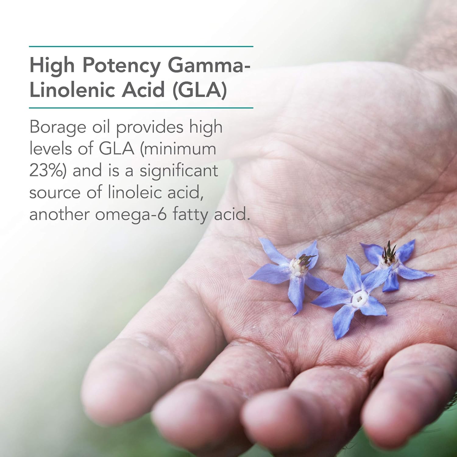 Nutricology GLA Borage Oil - High Potency Gamma-Linolenic Acid, Omega-