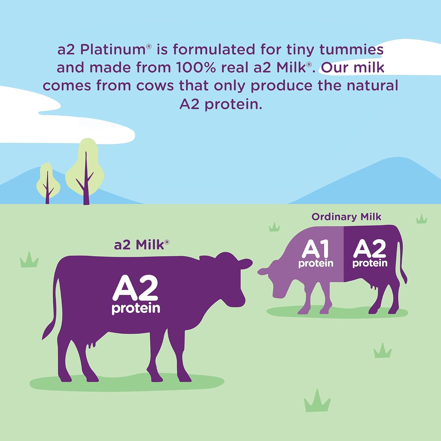a2 Platinum Premium Infant Formula for Babies 0-12 Months | Milk-based Powder with Iron | Nutritionally Complete | Vitamin E, Prebiotics, DHA, Choline β 14.1 - oz Can : Baby