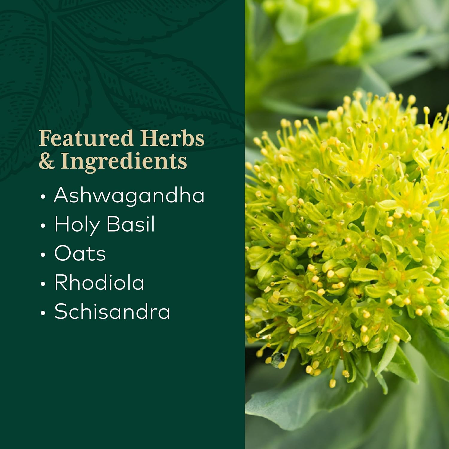 Gaia PRO Daytime HPA - Adaptogen & Nervine Supplement for Stress - Ashwagandha, Organic Holy Basil, Oats, Rhodiola & Schisandra - 120 Vegan Liquid Phyto-Capsules (60 Servings)