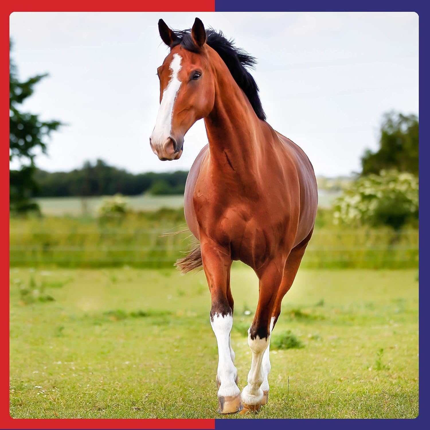 Equine America So Kalm Paste | Premium Ready To Use Horse & Pony Supplement | Support For Calming Behaviour | 30 ml | 2 Pack : Amazon.co.uk: Pet Supplies