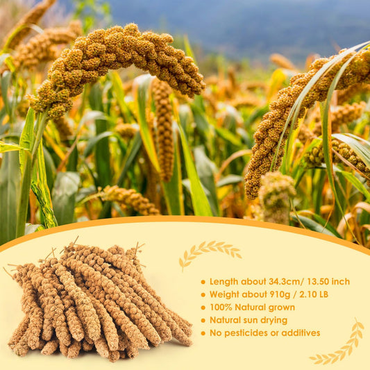 Katumo Spray Millet For Birds, 2.0Lb / 910G Natural Sun-Dried Millet Spray Bird Treats Parakeet Food For Cockatiels Conures Parrots Hamsters Finches