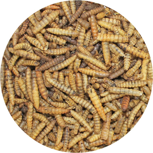Exotic Nutrition Dried Black Soldier Fly Larvae (1.5 Oz.) - High-Calcium Insect Treat - Chickens, Wild Birds, Hedgehogs, Bluebirds, Reptiles, Sugar Gliders, Opossums, Skunks, Lizards, Fish