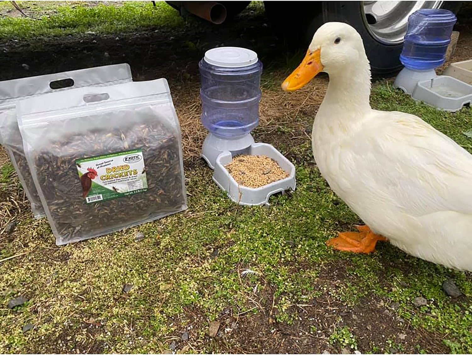 Dried Crickets (2.2 lb.) - High Protein Insect Treat - Chickens, Wild Birds, Hedgehogs, Bluebirds, Reptiles, Sugar Gliders, Opossums, Skunks, Lizards, Bearded Dragons, Fish, Amphibians, Turtles : Pet Supplies