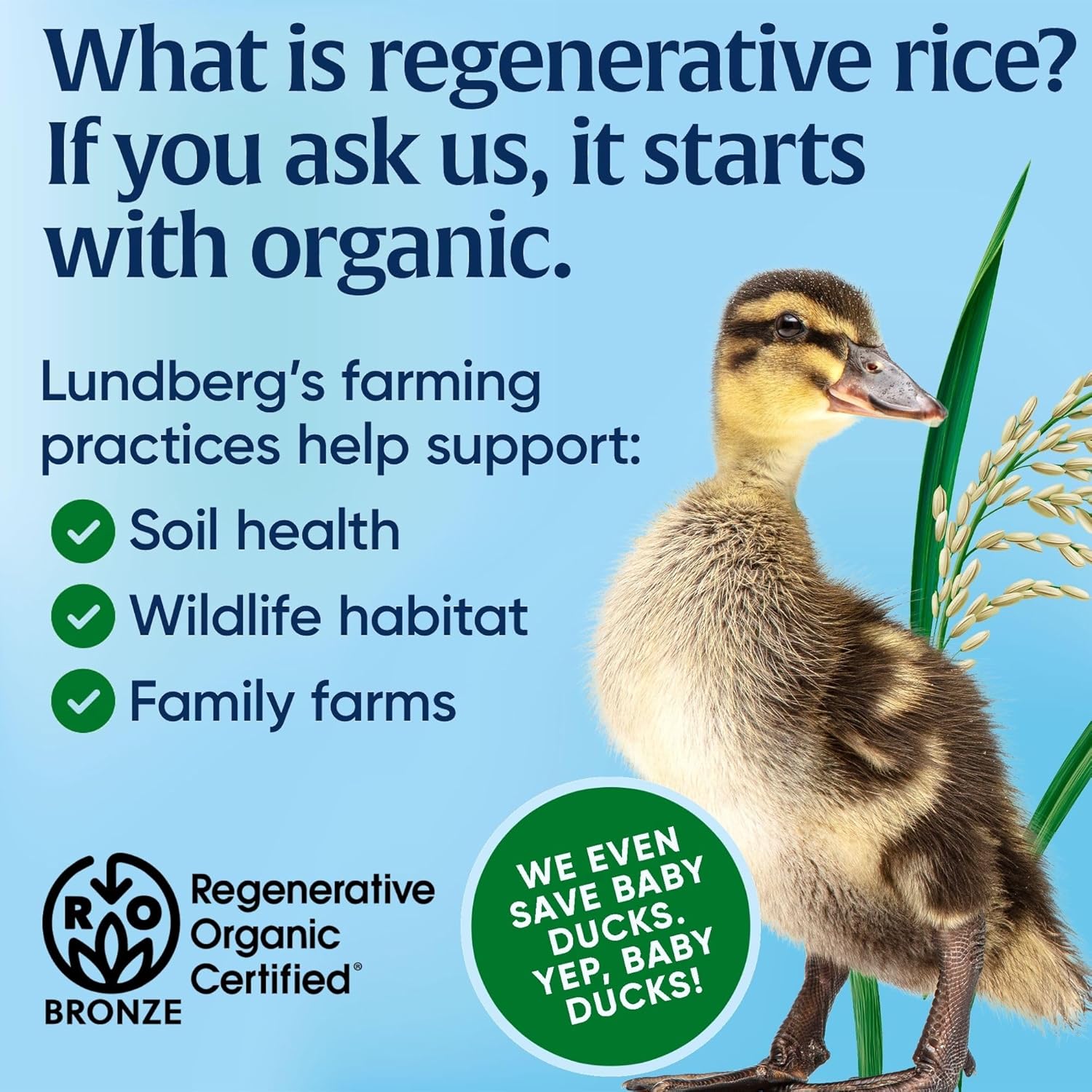 Lundberg Organic Sushi Rice, Sticky White Japanese-Style California-Grown Short Grains, 64 Oz : Grocery & Gourmet Food