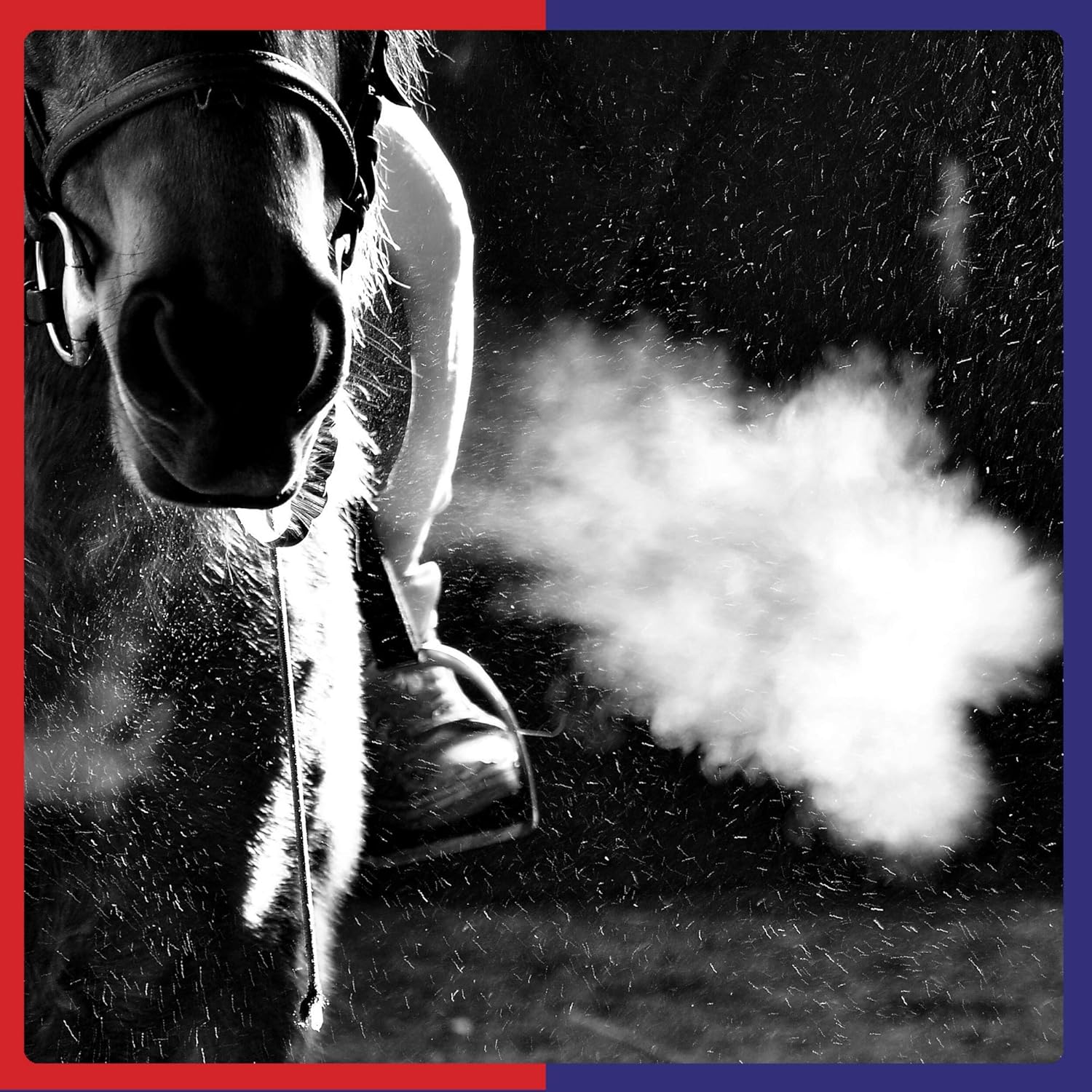 Equine America Ventilator Powder | Premium Ready To Use Horse & Pony Supplement | Support Respiration Naturally | 500 g : Amazon.co.uk: Pet Supplies
