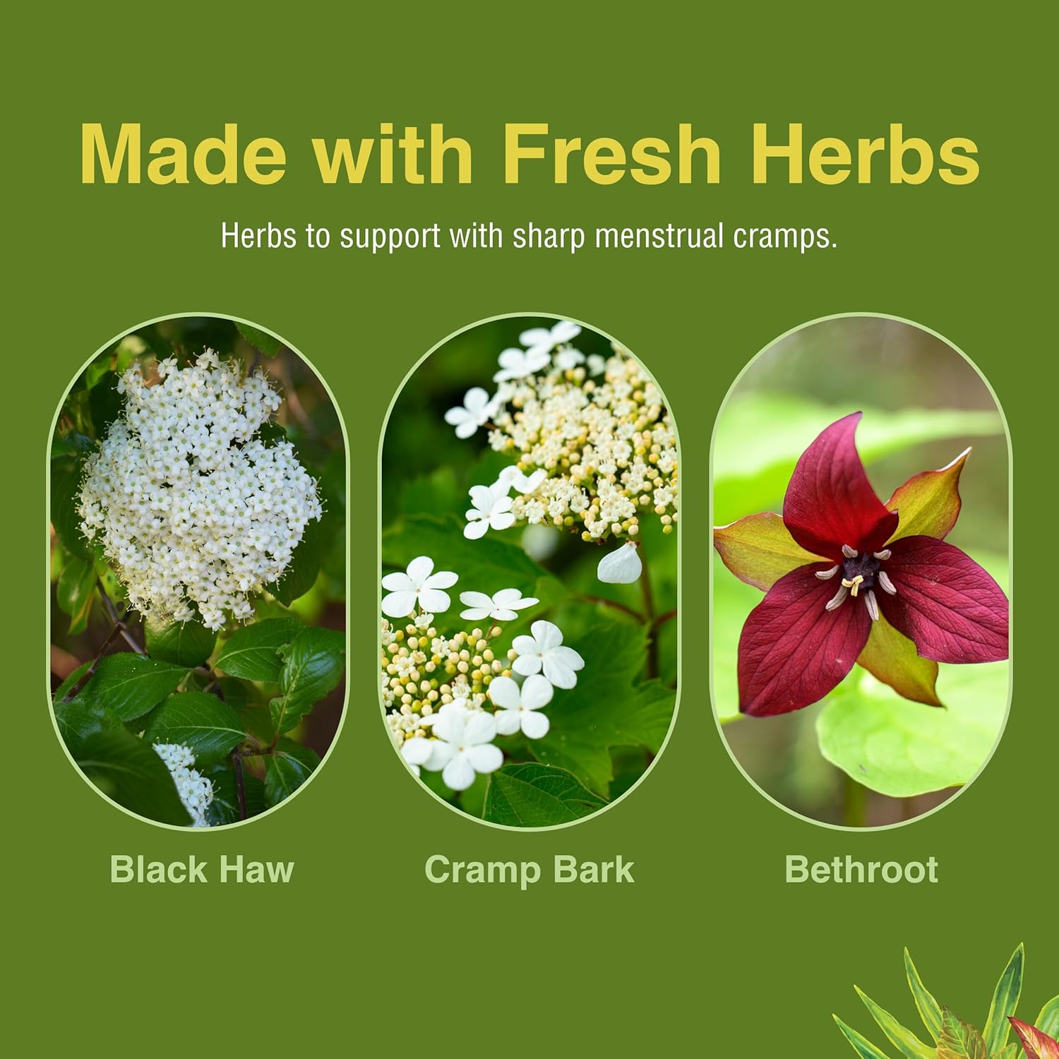 Herbs Etc. Cramp Releaf (Menstrual) - Abdominal Muscle Support - Herbal Supplement To Aid Menstrual Health - Period Cramp Support With Black Haw, Cramp Bark And Bethroot - 60 Softgels (60 Servings) : Health & Household