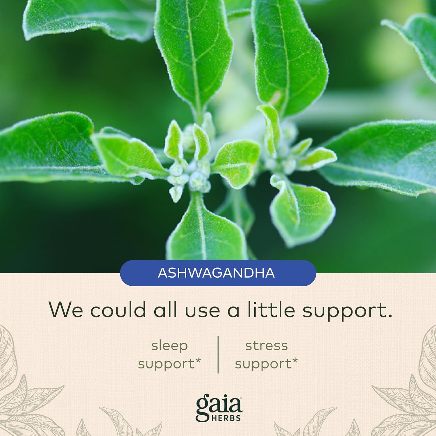 Gaia Herbs SleepThru - Natural Sleep Support Supplement with Organic Ashwagandha Root, Organic Magnolia Bark, Passionflower, and Jujube Date - 30 Vegan Liquid Phyto-Capsules (15-Day Supply) : Health & Household