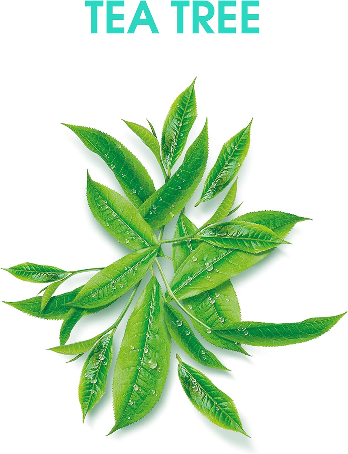 Alberto Balsam Tea Tree Tingle Minty-Fresh Fragrance Invigorating Shampoo Gentle Cleansing Hair Care For All The Family 350 Ml