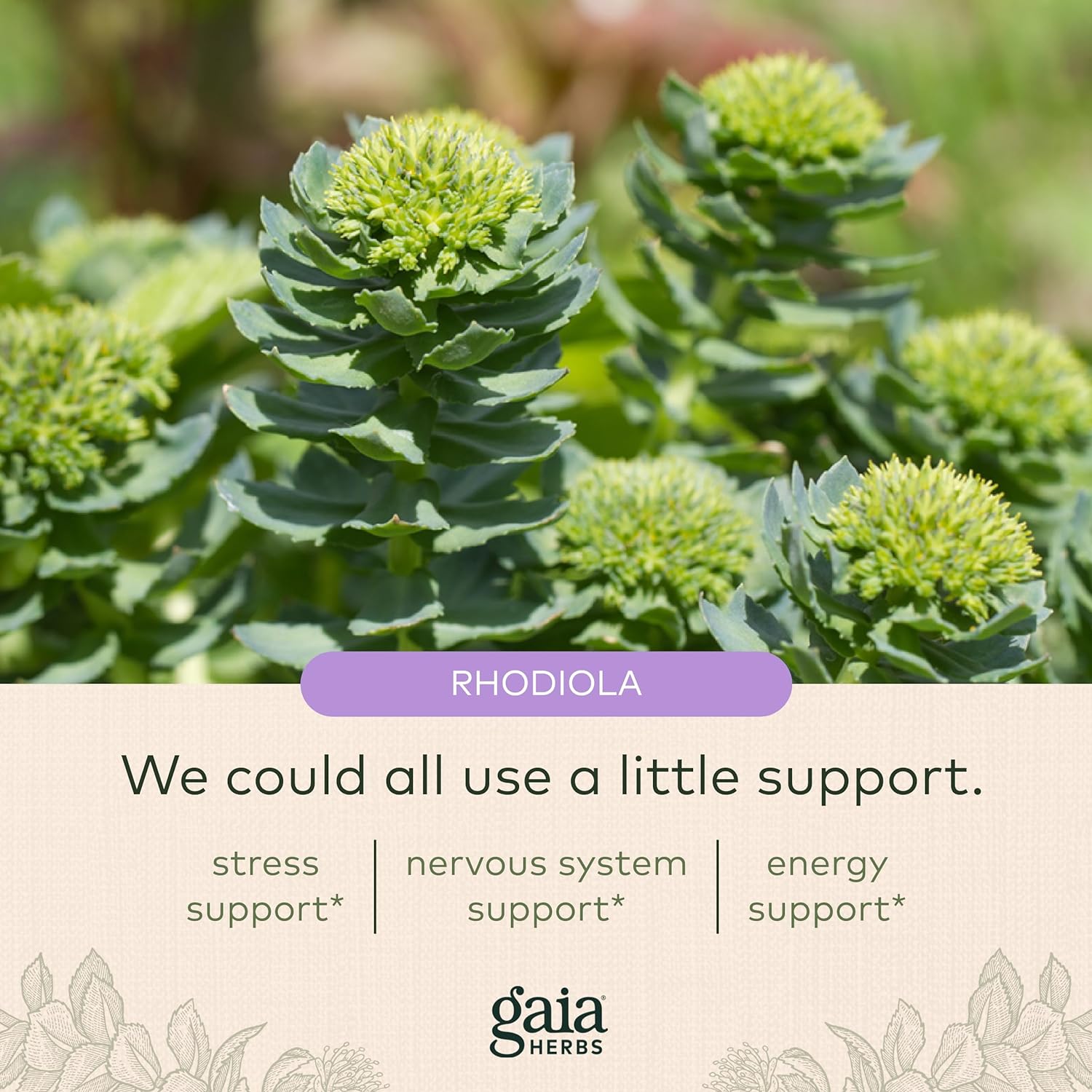 Gaia Herbs Adrenal Health Daily Support - with Ashwagandha, Holy Basil & Schisandra - Herbal Supplement to Help Maintain Healthy Energy and Stress Levels - 120 Liquid Phyto-Capsules (120 Count) : Health & Household