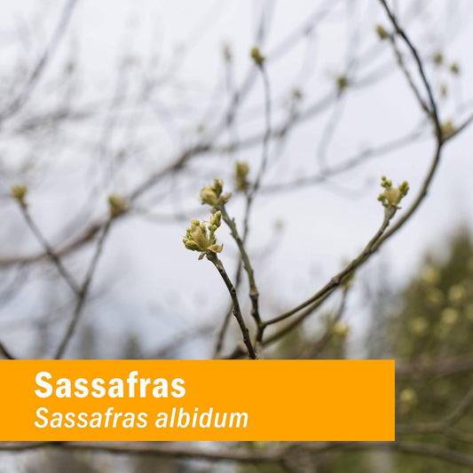 Herb Pharm Sassafras Root Bark Extract - 4 Ounce
