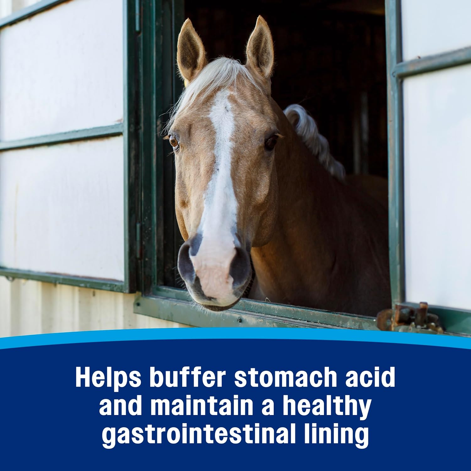 Farnam Gastric Health Pellets, Daily Gut And Digestive Health Supplement For Horses Helps Maintain A Healthy Gastrointestinal Tract And Gut Function : Pet Supplies