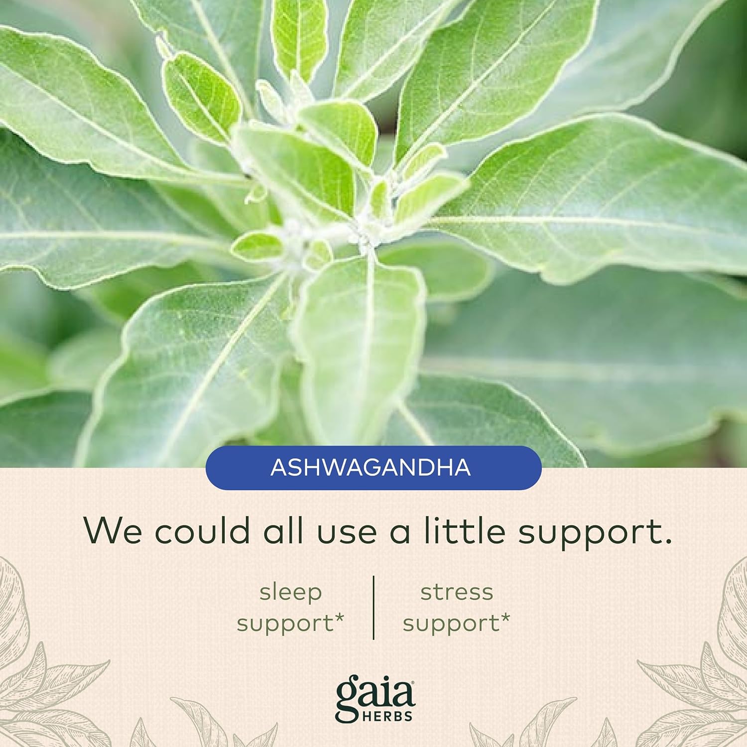 Gaia Herbs SleepThru - Natural Sleep Support Supplement with Organic Ashwagandha Root, Organic Magnolia Bark, Passionflower, and Jujube Date - 120 Vegan Liquid Phyto-Capsules (60-Day Supply) : Health & Household