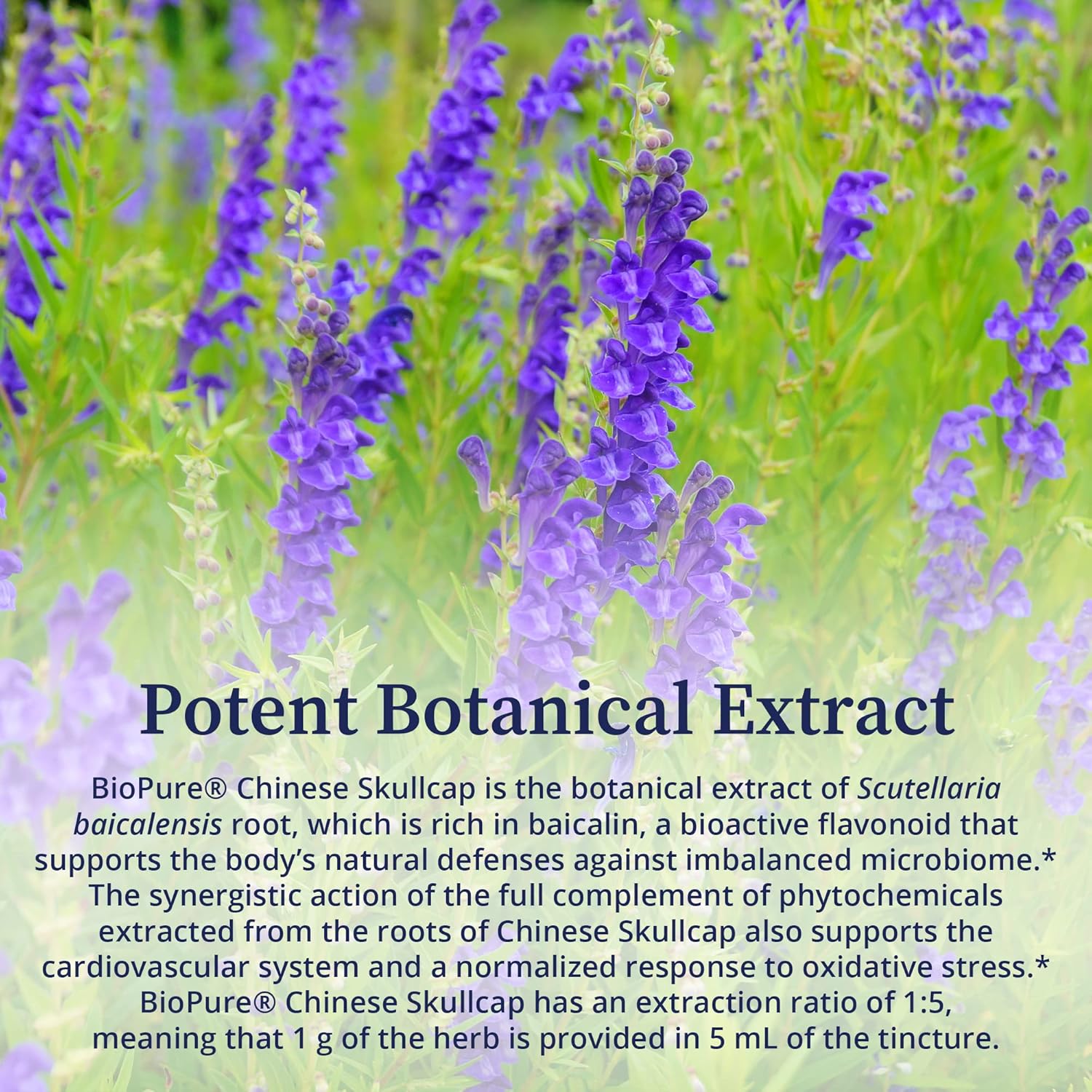 Biopure Chinese Skullcap Herbal Tincture – Potent Botanical Extract Rich In Bioactive Flavonoids That Support Neurological, Immune, Circulation, Microbiome Balance, & Whole-Body Wellness – 2 Fl Oz : Health & Household