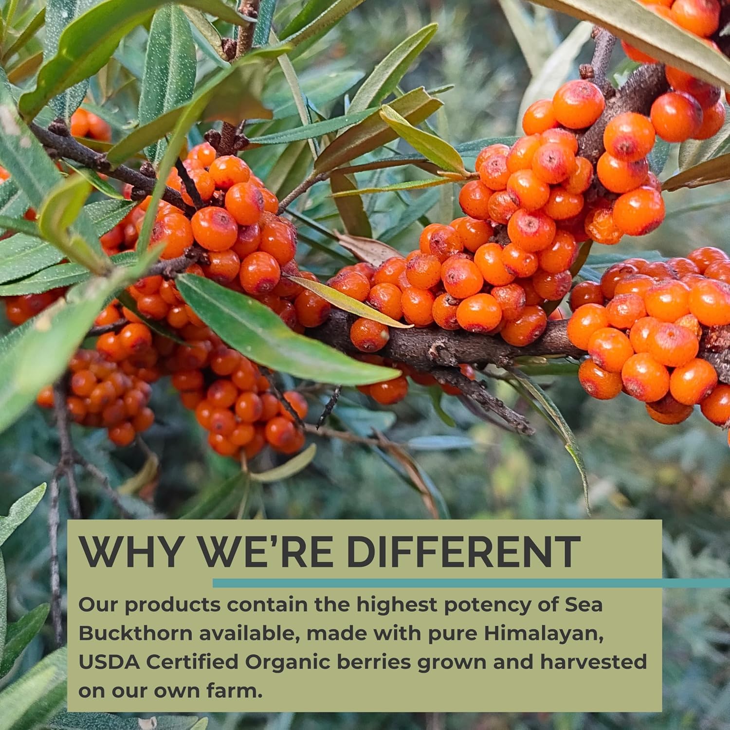 Buy Seabuckwonders Organic Sea Buckthorn Oil, Omega-7 Complete Softgels, 180 Count, With Omega 3, 6 & 9, Supports Hair, Skin & Nail Health, 1000Mg Per Serving On  Free Shipping On Qualified Orders