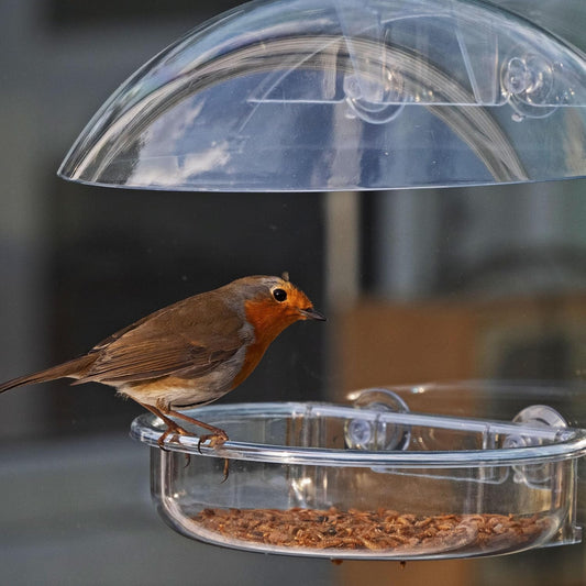 Small Window Bird Feeder - Jacobi Jayne® I Love Robins Window Feeder - Window Bird Feeder Uk For Small Birds. Bird Feeder For Window With Strong Suction CupsIlr-Wf