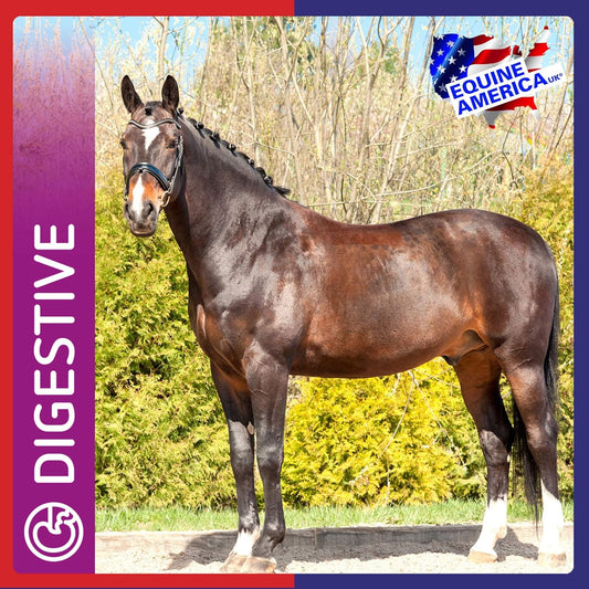 Equine America Uls-Gard Pellets | Premium Ready To Use Horse & Pony Supplement | To Help Maintain Digestive Health And Comfort | 3Kg