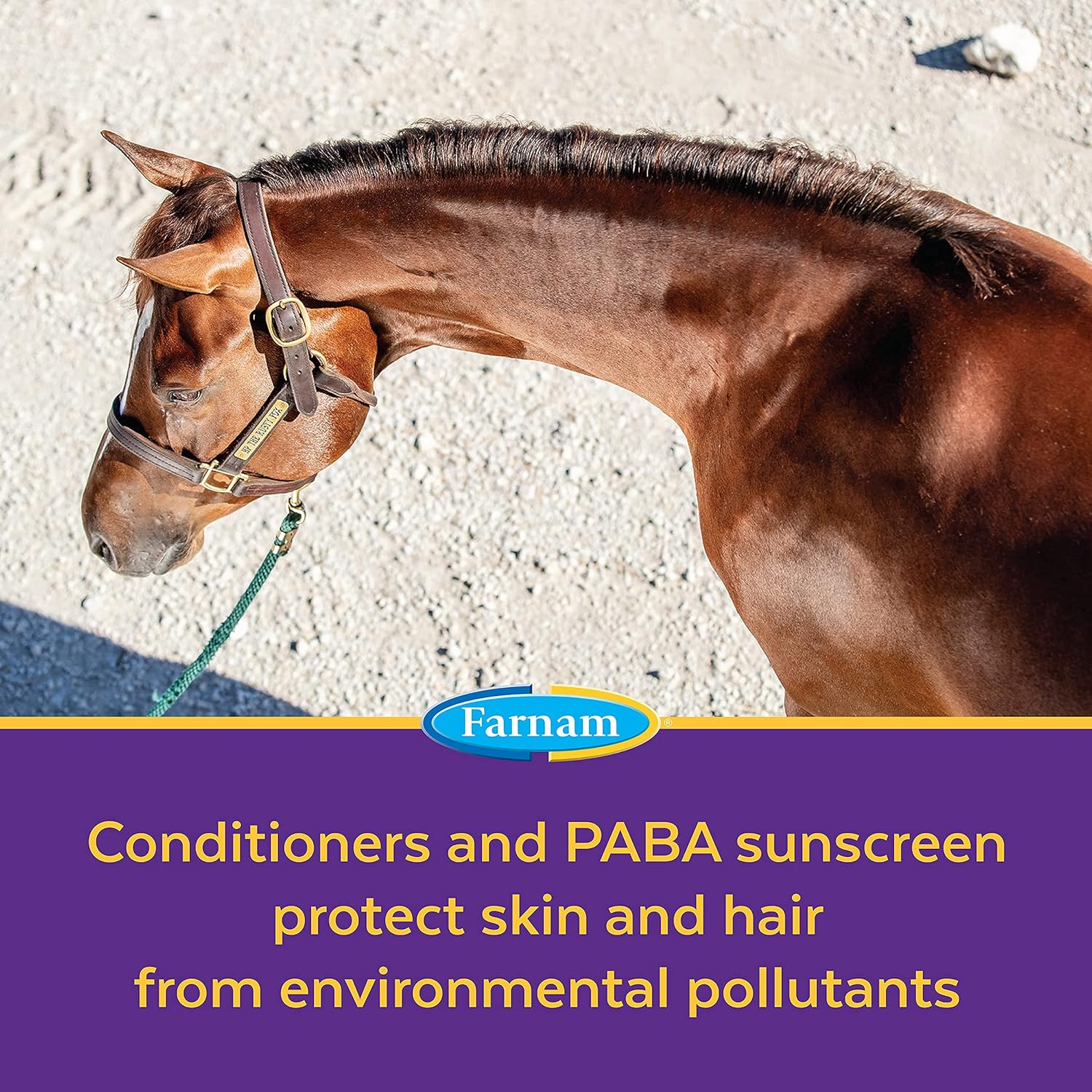 Farnam Vetrolin Bath Ultra-Hydrating Shampoo for Horses and Dogs 64 Ounces,Green : Pet Supplies