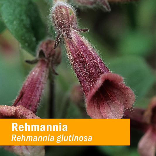 Herb Pharm Rehmannia Liquid Extract - 1 Oz