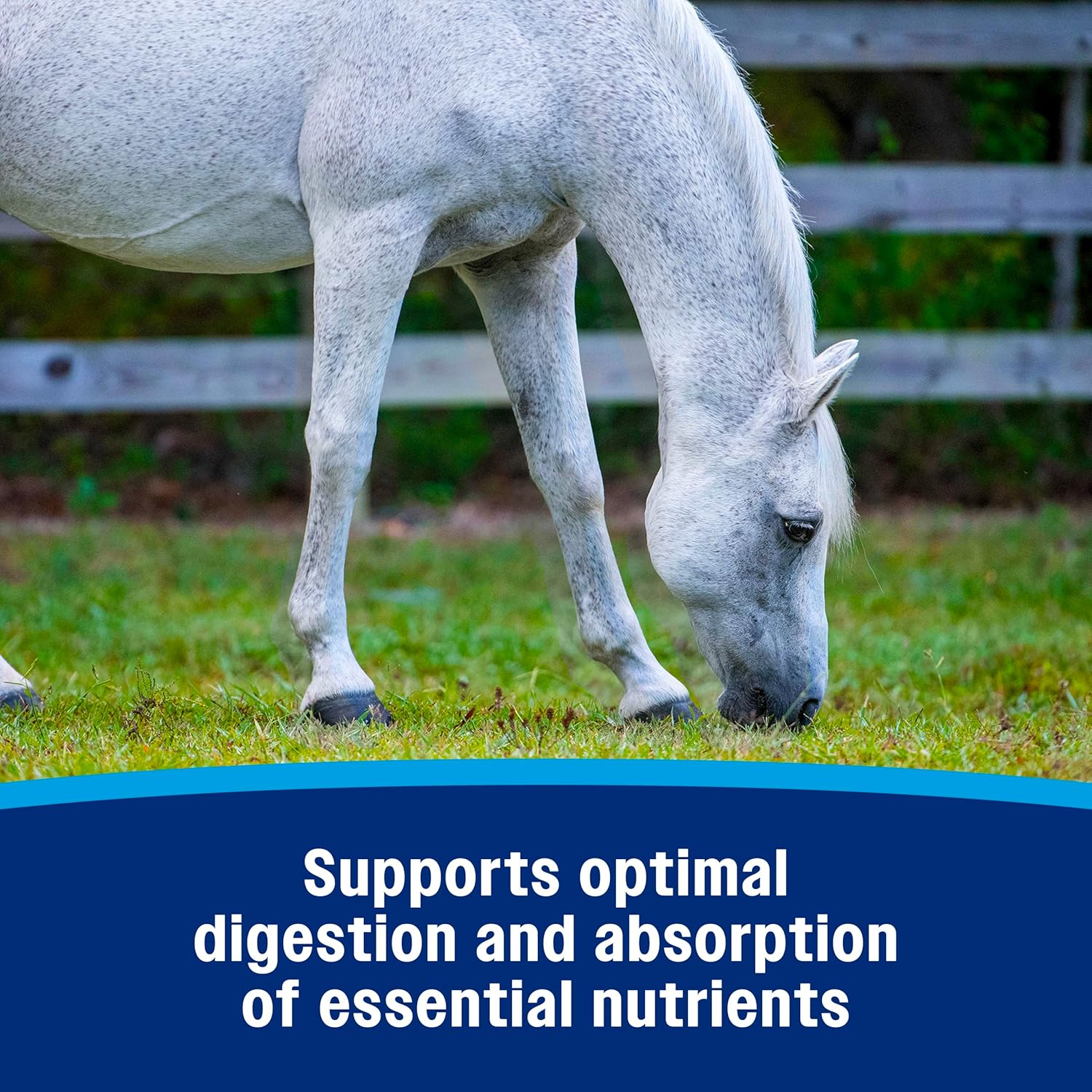 Farnam Probiotic Powder For Horses, Daily Digestive And Immune Health Supplement Helps Maintain A Healthy Microbial Balance For Optimal Digestion : Pet Supplies