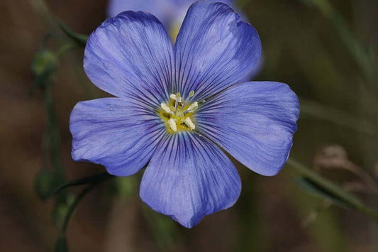 100 Blue Flax (Prairie Flax / Lewis Blue Flax) Linum Perenne Lewisii Flower Seeds