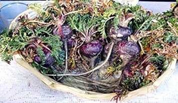 Maca Magic Express Energy Maca Extract Drink Supplement in Glass Bottl