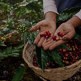 V Vescovi Cremoso Coffee Beans | Premium Italian Espresso Beans | Medium Roast |