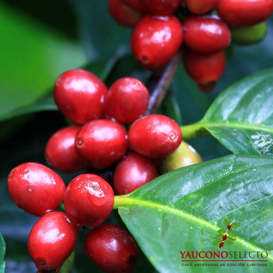 Yaucono Selecto Limited Edition Gourmet Whole Bean Coffee Bag, (Pack Of 1)