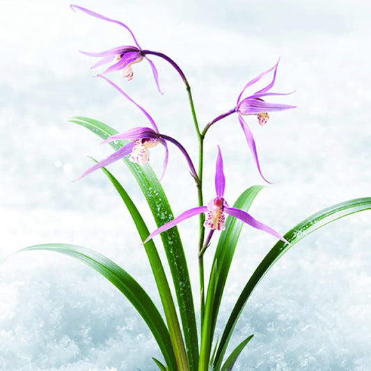 Innisfree Orchid Youth Enriched Serum Hyaluronic Acid Face Treatment